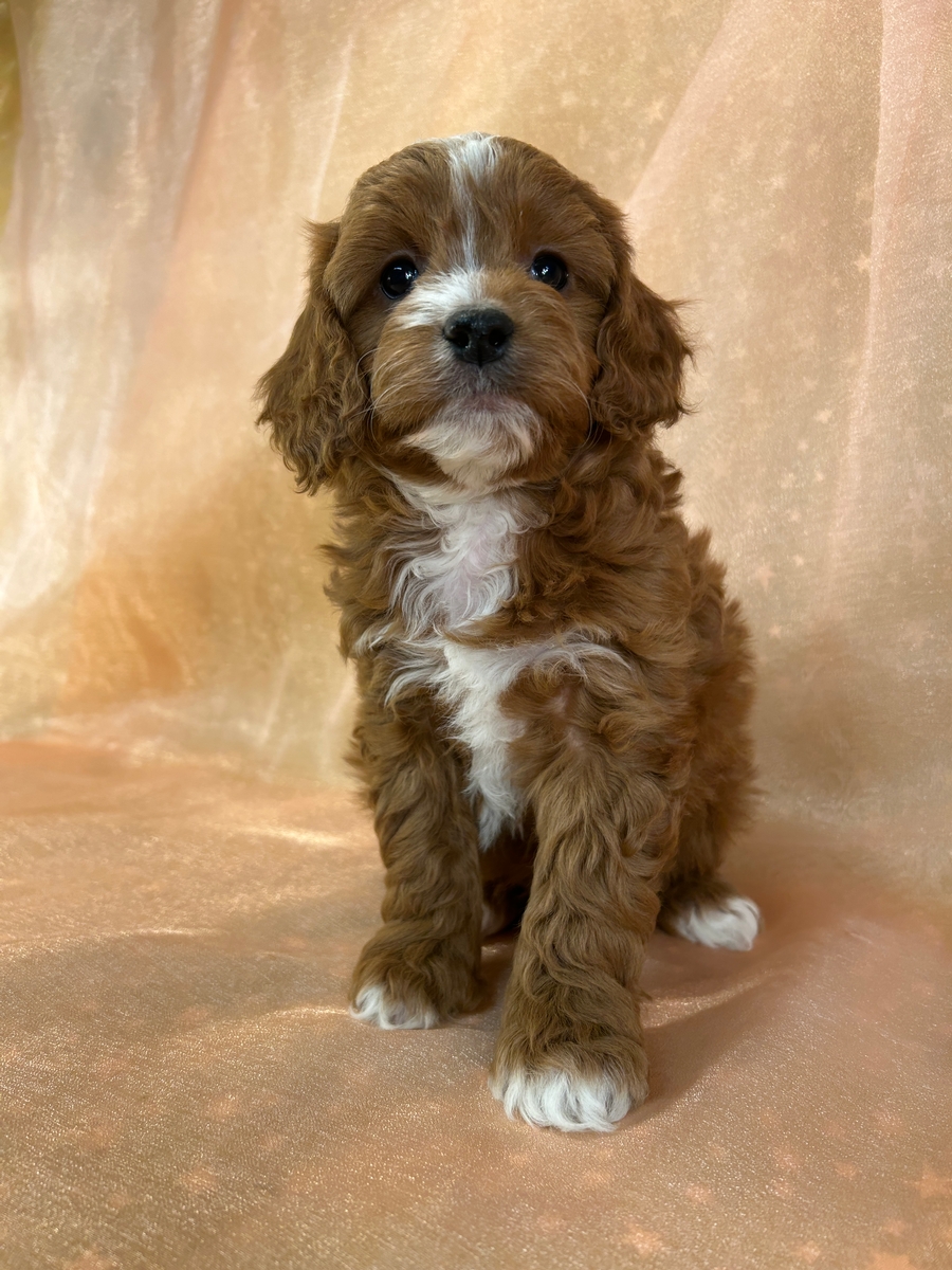Male F1b Cockapoo Puppy for Sale DOB 11-15-2025 $950